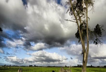 范迪三兄弟等海外球员全缺席 雄狮组本地联赛球员参赛.